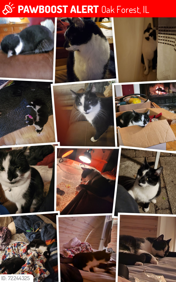 Lost Male Cat last seen Forest ave. Oak Forest from , Oak Forest, IL 60452