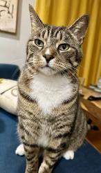 Lost Male Cat last seen Northside Dr and Sunset Rd, Mount Dora, FL 32757