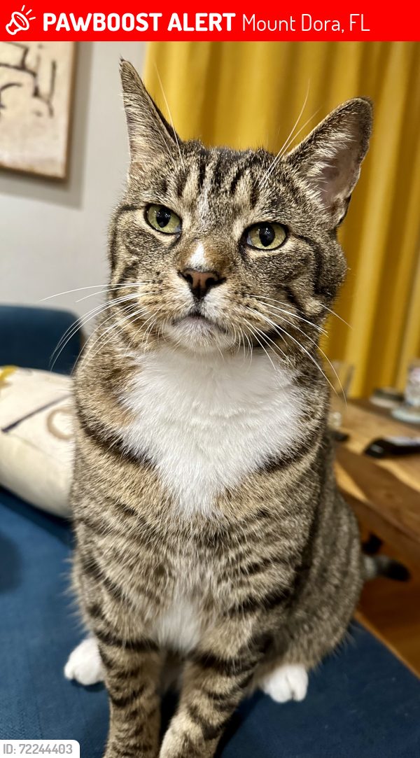 Lost Male Cat last seen Northside Dr and Sunset Rd, Mount Dora, FL 32757