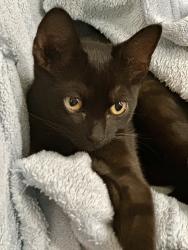 Lost Female Cat last seen El Retiro Drive, Fort Worth, TX 76116