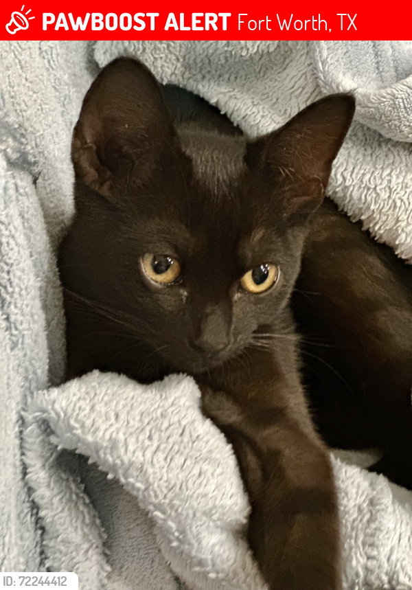 Lost Female Cat last seen El Retiro Drive, Fort Worth, TX 76116