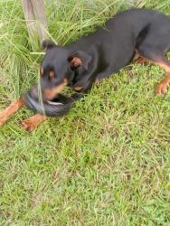Lost Male Dog last seen Near County road 3366 tenaha texas 75974, Tenaha, TX 75974