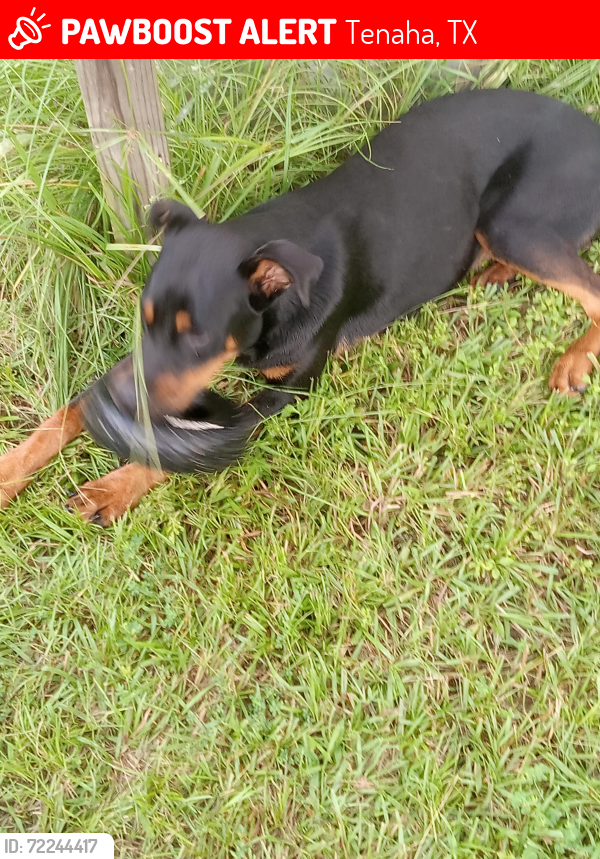 Lost Male Dog last seen Near County road 3366 tenaha texas 75974, Tenaha, TX 75974