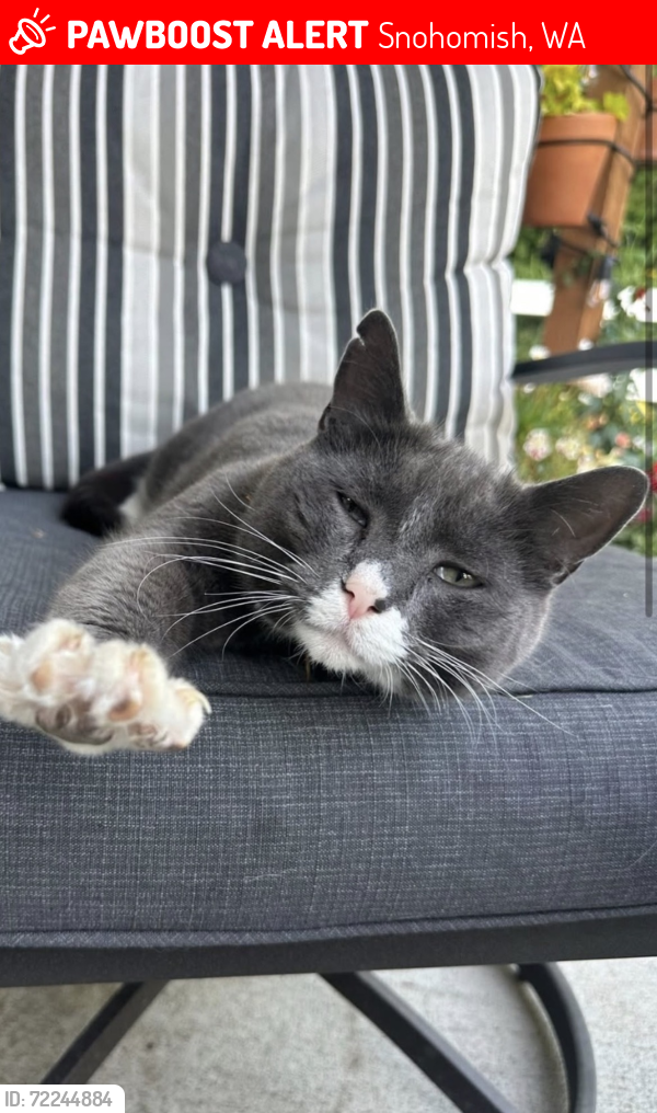 Lost Male Cat last seen Pine and Meadow Pl, Snohomish, WA 98290