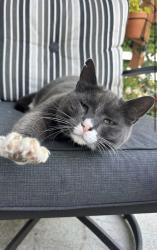Lost Male Cat last seen Pine and Meadow Pl, Snohomish, WA 98290