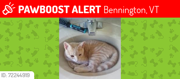 Lost Male Cat last seen Before Niles road, Bennington, VT 05201
