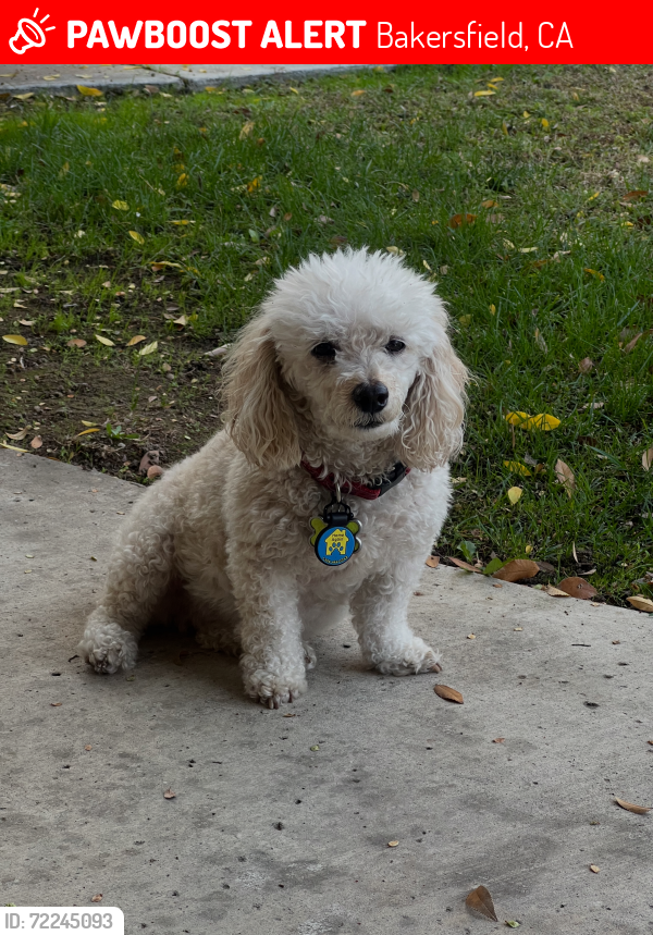 Lost Female Dog last seen Quailwood park -N of stockdale hwy, east of Coffee road , Bakersfield, CA 93309