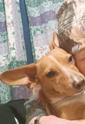 Lost Male Dog last seen Hemlock Street and Maxwell Road, Eugene, OR 97404