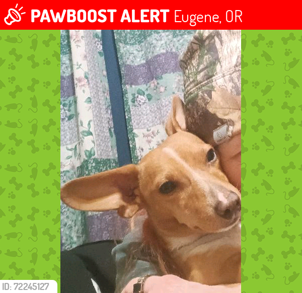 Lost Male Dog last seen Hemlock Street and Maxwell Road, Eugene, OR 97404
