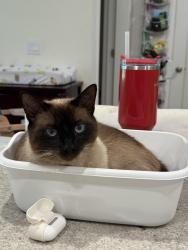 Lost Male Cat last seen Near pleasant maple ct, Bradenton, FL 34211