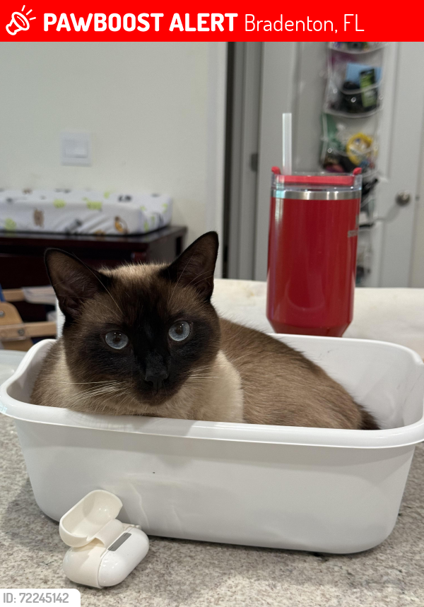 Lost Male Cat last seen Near pleasant maple ct, Bradenton, FL 34211