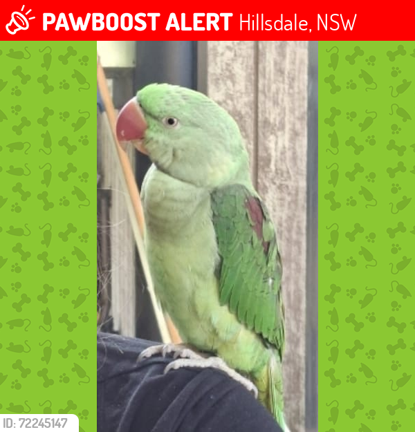 Lost Unknown Bird last seen Flack avenue , Hillsdale, NSW 2036