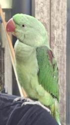 Lost Unknown Bird last seen Flack avenue , Hillsdale, NSW 2036