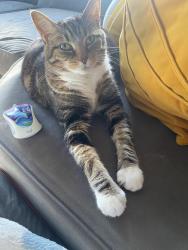 Lost Female Cat last seen Commonwealth drive and West 29th street , Parma, OH 44134