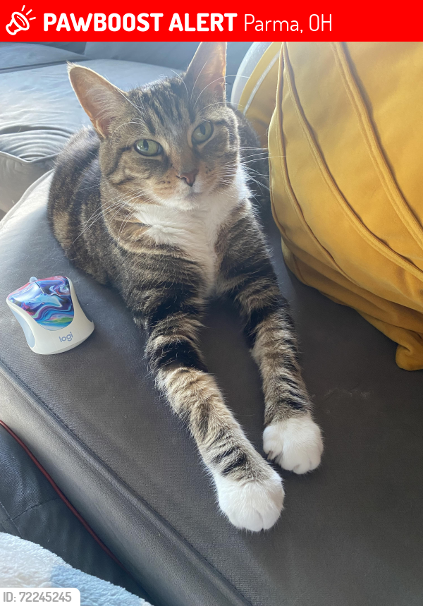 Lost Female Cat last seen Commonwealth drive and West 29th street , Parma, OH 44134