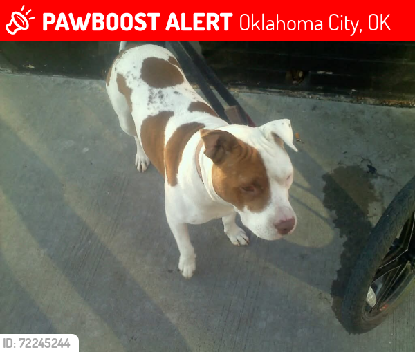 Lost Male Dog last seen Lincoln @ NE 4th st, Oklahoma City, OK 73111