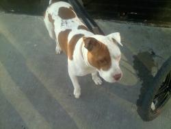 Lost Male Dog last seen Lincoln @ NE 4th st, Oklahoma City, OK 73111