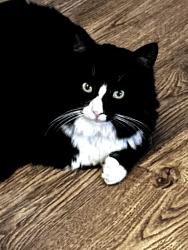 Lost Male Cat last seen Inverness Ct & Kings Chapel Dr, Troy, OH 45373