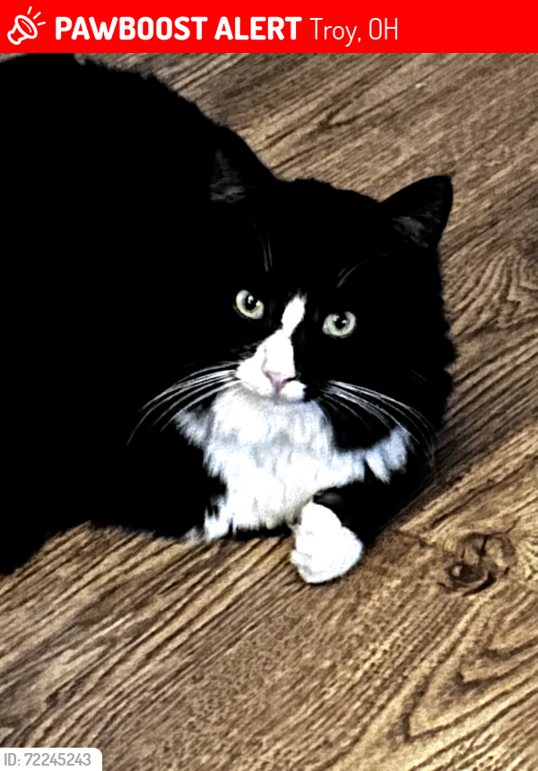 Lost Male Cat last seen Inverness Ct & Kings Chapel Dr, Troy, OH 45373