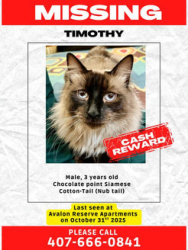 Lost Male Cat last seen Near Avalon Park Reserve Blvd Orlando 32828, Alafaya, FL 32828