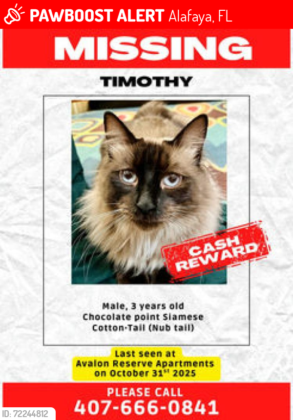 Lost Male Cat last seen Near Avalon Park Reserve Blvd Orlando 32828, Alafaya, FL 32828