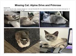 Lost Male Cat last seen Alpine drive Primrose lane, Erie, CO 80516