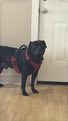 Lost Male Dog last seen N JOHN YOUNG PKWY, Kissimmee, FL 34744