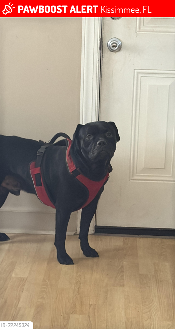 Lost Male Dog last seen N JOHN YOUNG PKWY, Kissimmee, FL 34744