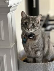 Lost Female Cat last seen Church lane, West Harrison, IN 47060
