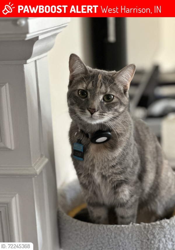 Lost Female Cat last seen Church lane, West Harrison, IN 47060