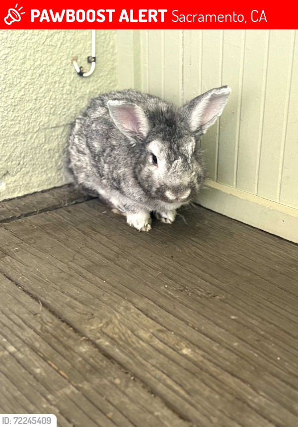 Missing One Rabbit Sacramento, CA Lost Male Rabbit, Bun Bun Is Missing | PawBoost