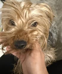 Found/Stray Female Dog last seen Near Toll Road and entrance of “The Falls”, Spring, TX 77373