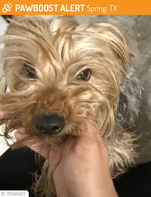 Found/Stray Female Dog last seen Near Toll Road and entrance of “The Falls”, Spring, TX 77373