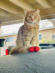 Lost Male Cat last seen Loma Heights Elementary School, Las Cruces, NM 88001