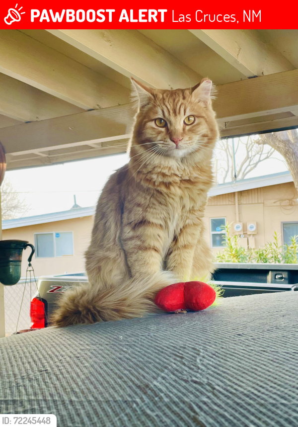 Lost Male Cat last seen Loma Heights Elementary School, Las Cruces, NM 88001