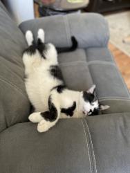 Lost Male Cat last seen Oak view and oak valley road, Beaumont, CA 92223