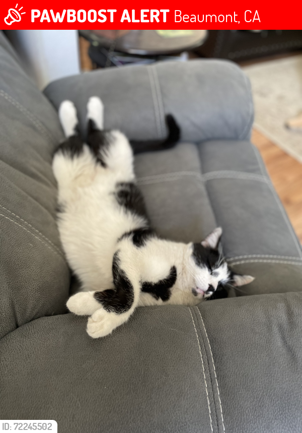 Lost Male Cat last seen Oak view and oak valley road, Beaumont, CA 92223