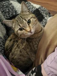 Lost Female Cat last seen Claremont Ranch neighborhood Colorado Tech at Marksheffel and Capital Dr at Constitution , Colorado Springs, CO 80951