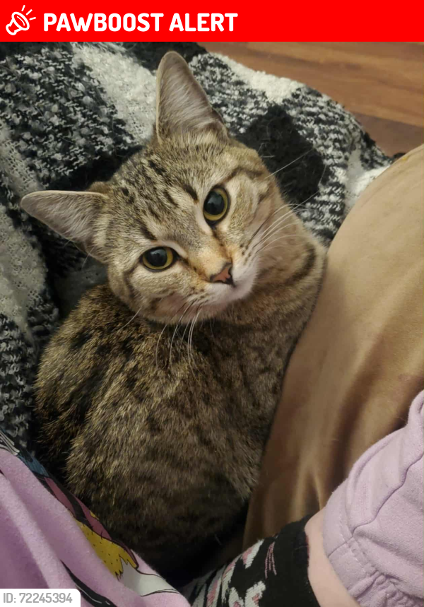 Lost Female Cat last seen Claremont Ranch neighborhood Colorado Tech at Marksheffel and Capital Dr at Constitution , Colorado Springs, CO 80951
