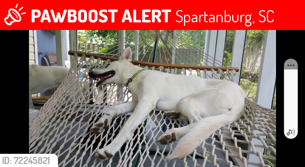 Lost Female Dog last seen Webber Place, Spartanburg, SC 29301