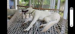 Lost Female Dog last seen Webber Place, Spartanburg, SC 29301