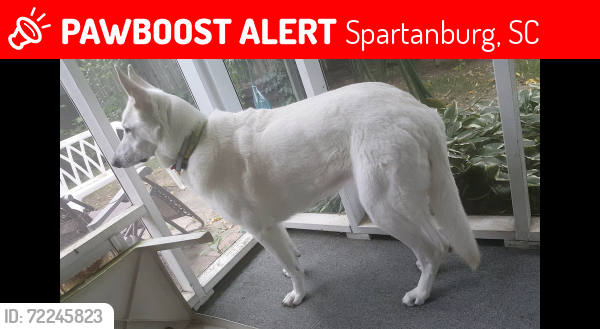 Lost Female Dog last seen Webber Place, Spartanburg, SC 29307