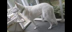 Lost Female Dog last seen Webber Place, Spartanburg, SC 29307