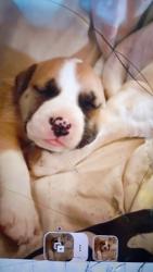 Lost Female Dog last seen Bane Rd and brickyard rd, Horse Shoe, NC 28742