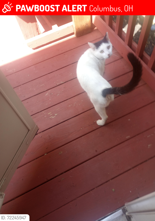 Lost Female Cat last seen Village Park CT, Columbus, OH 43228