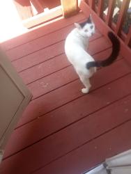 Lost Female Cat last seen Village Park CT, Columbus, OH 43228