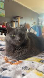 Lost Female Cat last seen Backyard of my address heading over to my neighbors yard 120 Jessica place I believe , Toms Brook, VA 22660