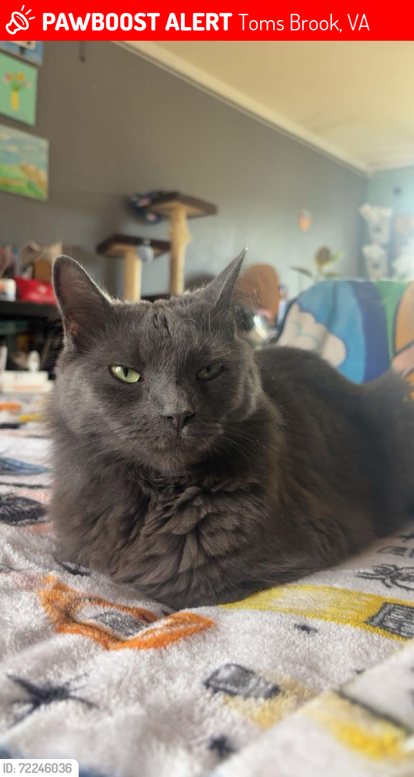 Lost Female Cat last seen Backyard of my address heading over to my neighbors yard 120 Jessica place I believe , Toms Brook, VA 22660