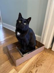 Lost Male Cat last seen Briarcliff and Kingscliff dr, Atlanta, GA 30345
