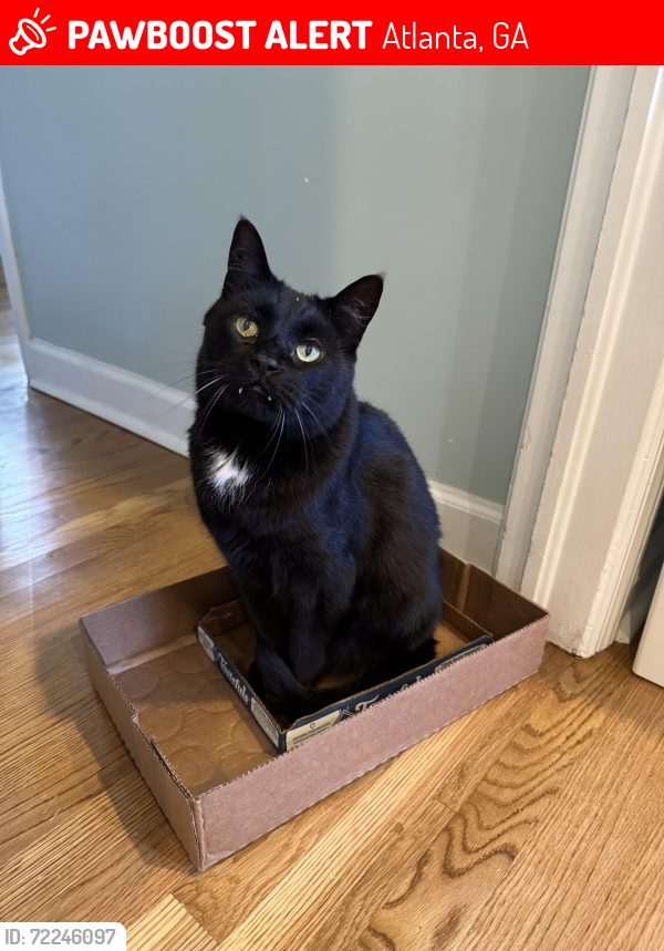 Lost Male Cat last seen Briarcliff and Kingscliff dr, Atlanta, GA 30345